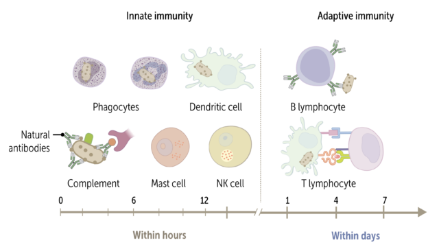 Innate immunity and adaptive immunity